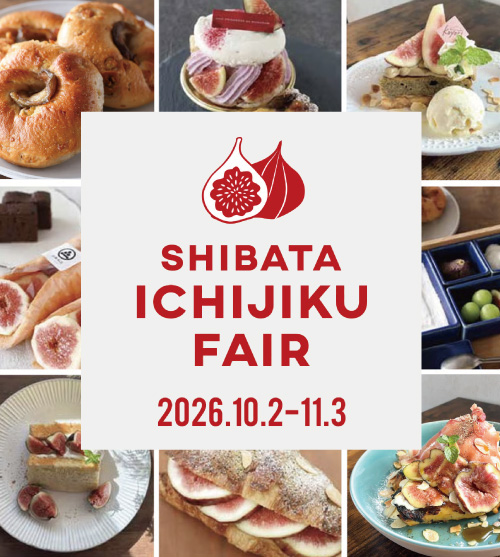 今だけの甘い秋!新発田産いちじくを味わい尽くす「SHIBATA ICHIJIKU FAIR 2026」開催中! 11/3まで
