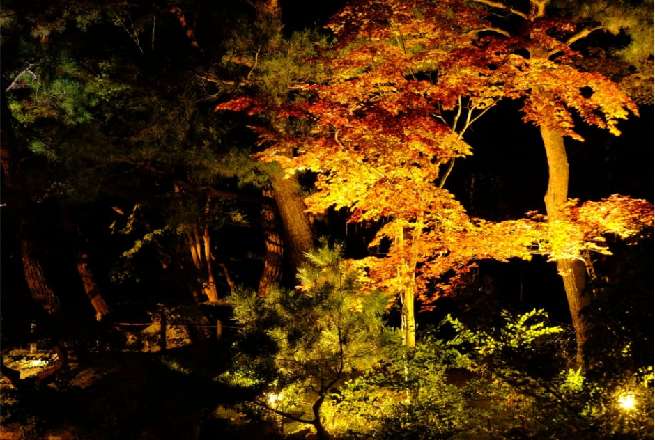 清水園ライトアップ写真